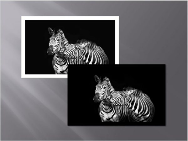 ANIM019 QUADRO