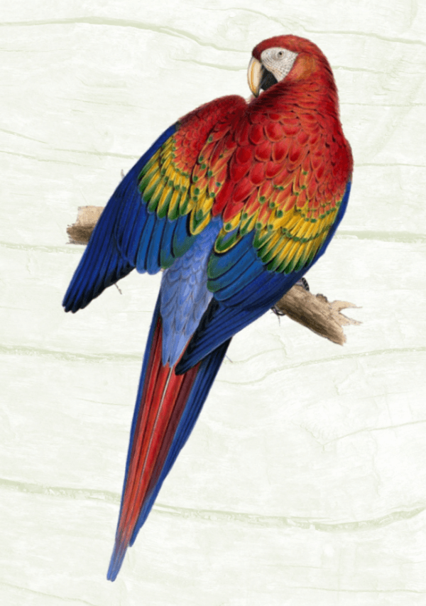 ANIM063 PÔSTER