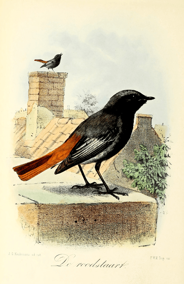 ANIM071 PÔSTER
