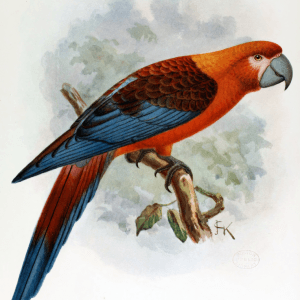 ANIM073 PÔSTER