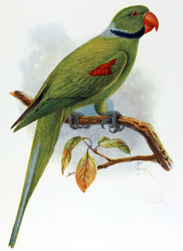 ANIM074 PÔSTER