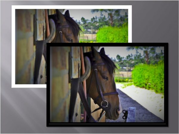 ANIM081 QUADRO