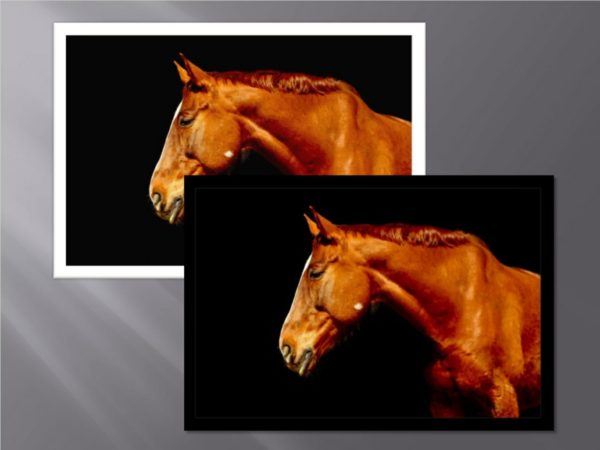 ANIM080 QUADRO