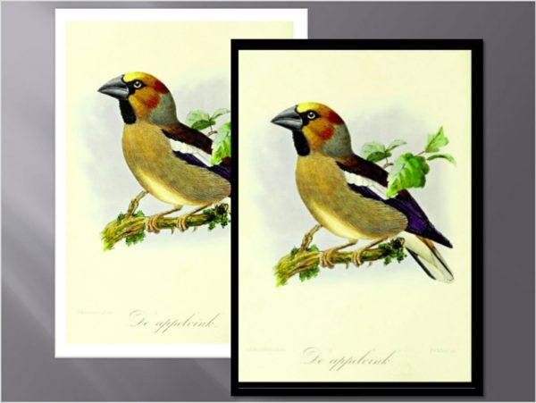 ANIM072 QUADRO
