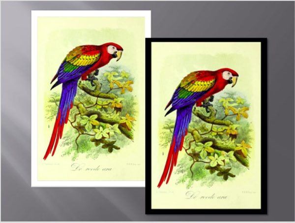 ANIM069 QUADRO