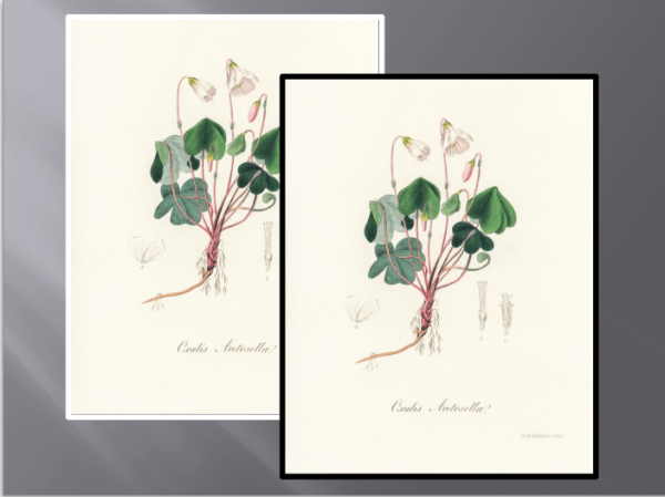 FLORAL011 QUADRO